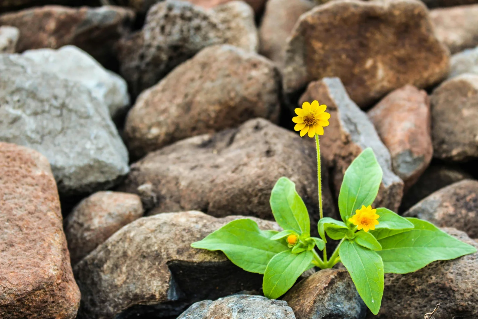 A yellow flower growing between stones, photographed by Nacho Juárez