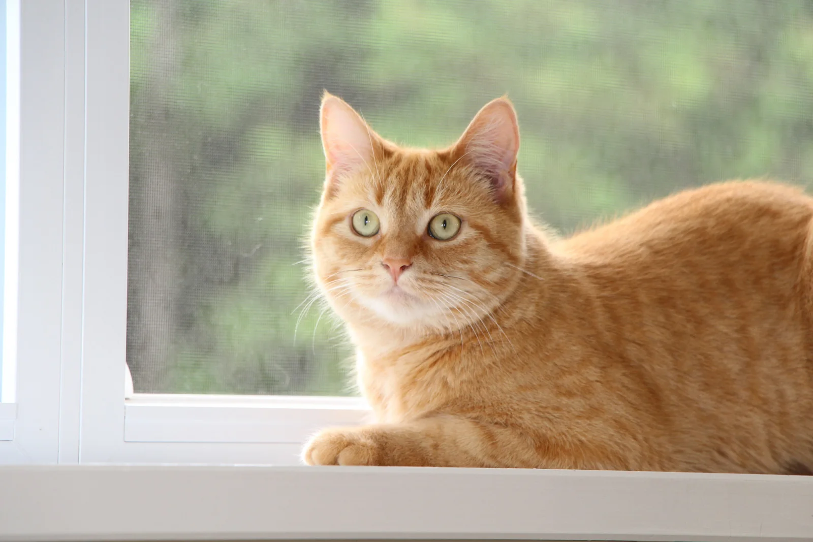One of Krista’s rescued cats at home
