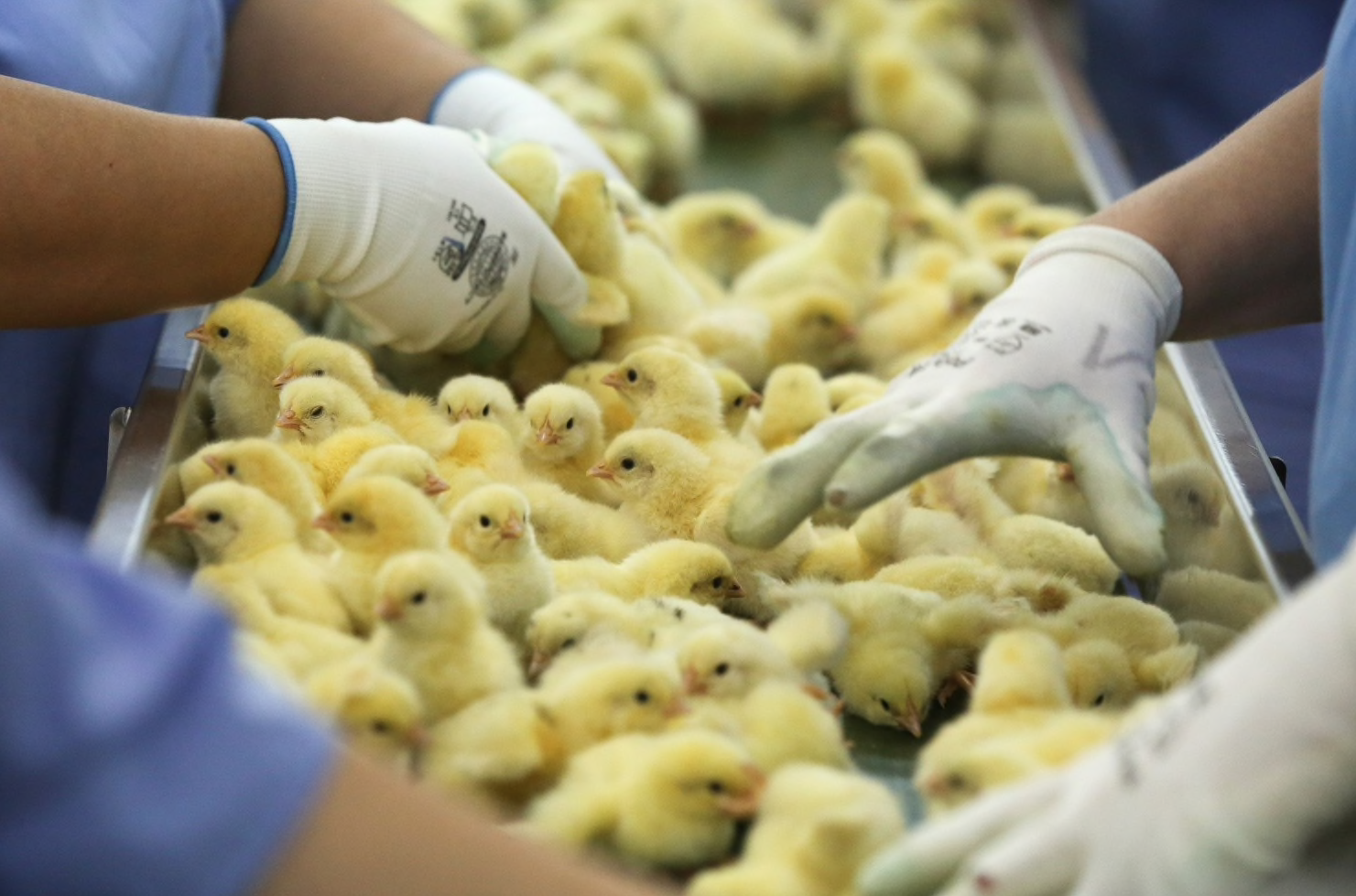 Chicks on a conveyor being sexed.