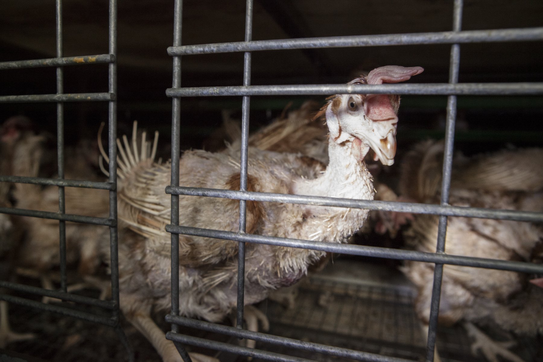 Battery hens. Photo: We Animals .